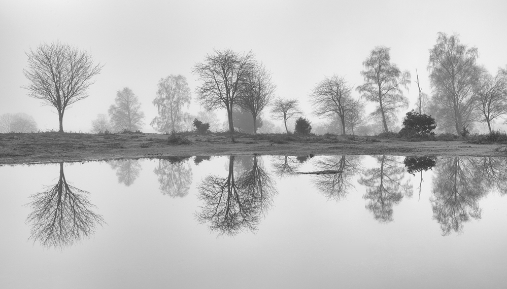 Tree Reflections,  Furzley Common,  New Forest 1 